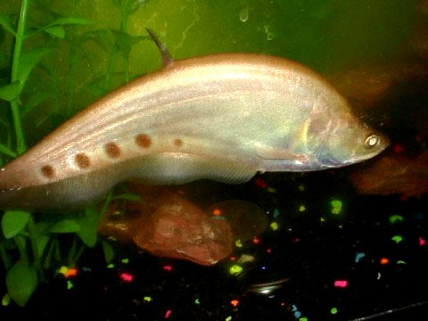 Knife Fish